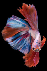 Wall Mural - Multi color beautiful betta fish's striking appearance and graceful movements.