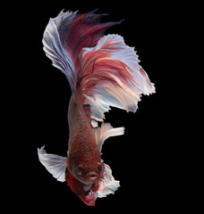 Wall Mural - Colorful beautiful Siamese betta fish on a black background exudes an aura of elegance and sophistication.