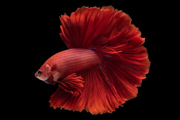 Wall Mural - Vibrant red color of the Siamese betta fish shines like a jewel, catching the light with brilliance on black background.