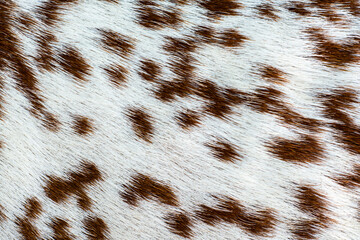 goat fur texture background