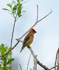 Canvas Print - Cedar Waxwing