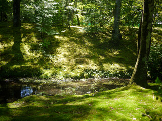 river in the forest