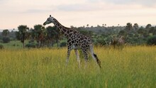 A Lone Giraffe Walks Gracefully Through The Grasslands Of Africa During Sunrise.