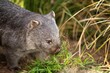 Beautiful wombat in the Australian bush, in a tasmanian park. Australian wildlife in a national park in Australia.