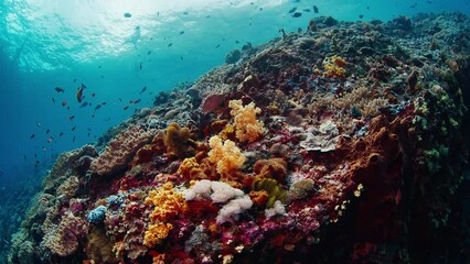 Wall Mural - Healthy coral reef with school of fish of the island of Nusa Penida, Bali, Indonesia. The dive site is named Toya Pakeh wall