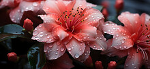 A Pink Flower With Water Droplets Sitting On The Top