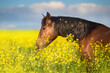 Horse on yellow flowers