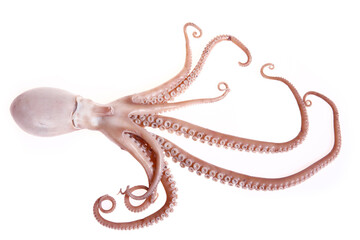 Poster - Octopus on a white background