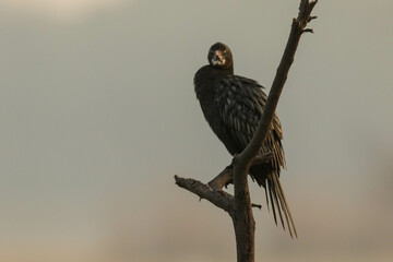 Black cormorant, Phalacrocorax carbo, single bird on branch, posing sitting