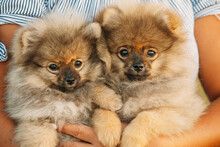 Close Portraits Of Two Young Happy White Puppy Pomeranian Spitz Puppy Dog
