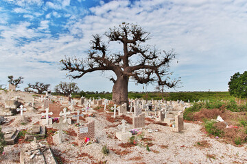 Wall Mural - The baobab in the cemetry on Fadiouth island, Senegal