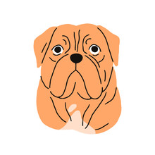 French Mastiff Breed, Dog Avatar. Cute Bordeauxdog, Head Portrait. Canine Face, Muzzle. Dogue De Bordeaux, Purebred Doggy, Puppy Snout. Flat Vector Illustration Isolated On White Background