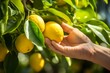 Hand gently touching a bright, ripe lemon on a lemon tree, highlighting the connection between humans and nature