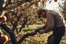 Focused Farmer Meticulously Pruning A Pear Tree In An Orchard, A Crucial Step For Fruitful Yield