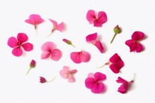 Set Of Pink Flowers And Geranium Petals. Floral Isolated Design Element, Top View  Flat Lay.Set Of Pink Flowers And Geranium Petals. Floral Isolated Design Element, Top View  Flat Lay, Generative AI