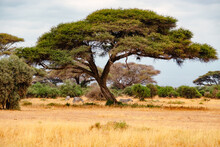 A Herd Of Zebras Grazing Amidst Umbrella Thorn Acacia Tree In Amboseli National Park, Kenya