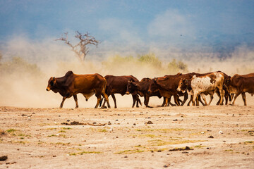 a herd of masai boran cattle grazing in the wild at amboseli national park, kenya
