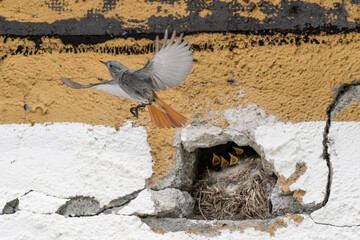 Wall Mural - It's time to go hunting for chicks, the black redstart female (Phoenicurus ochruros)