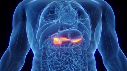 animation of a human male's pancreas