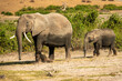 A herd of African elephants grazing in the wild at Amboseli National Park, Kenya