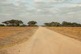 Fototapeta  - Savannah grassland landscapes with acacia trees in Amboseli National Park, Kenya