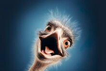 Funny Ostrich Smiling Portrait.