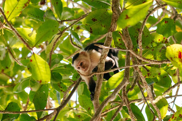 Wild capuchin monkey on tree branch