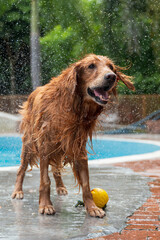 Wall Mural - Golden Retriever shaking off the water at the pool