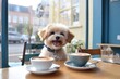 Cute little Bichon Frise dog in a cafe put paws on the table with two cups of coffee