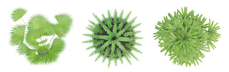 Wall Mural - set of plant in a pot on top view isolated on transparent background, 3d render.