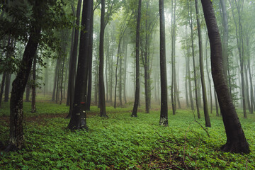 Wall Mural - green forest on rainy day, natural woods landscape