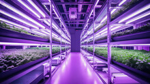 One - Point Perspective, Hydroponic Vertical Grow Rack Indoor Farming, Multiple Rows And Columns, Growing Lettuces And Tomatoes, Violet LED Glow Lights. Industrial Plant Cultivation.
