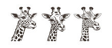 Vector Set Of Cartoon Graphic Monochrome Cute Funny Portraits Of Giraffes On A White Isolated Background.