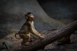 southern pig-tailed macaque baby in zoo