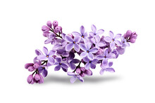 Isolated Lilac Flowerson White Background