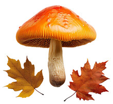 Wild Orange Mushroom With A Large Hat In Autumn Leaves. Autumn Forest. Isolated On A Transparent Background.