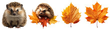 Autumn Set/collection With A Hedgehog. A Cute Hedgehog Hides In Yellow Leaves. Hedgehog Close-up. Orange Leaves. Maple. Isolated On A Transparent Background.