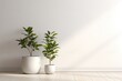 Beautiful two house plant in the pot on wooden floor set beside the wall with sunbeam and shadow on white empty wall. Background, mockup backdrop. Green houseplant decoration. Products overlay