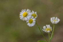 Flowers Of The Eastern Daisy Fleabane Or Daisy Fleabane (Erigeron Annuus)