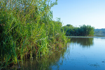 Wall Mural - View of the lake and the reeds on the shore.