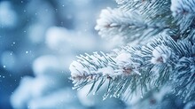 Close-up Of Snow Covered Pine Tree Branch
