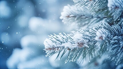 Close-up of snow covered pine tree branch