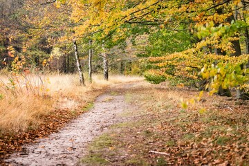 Poster - Countryside with small nature gravel footpath and colorful trees