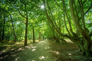 Wall Mural - Mystic forrest with oddly shaped beech trees along dirt road