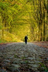 Wall Mural - nostalgic forest road with cobblestones through beech avenue