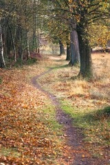 Wall Mural - small sandy hiking path winding between large oak and birch tree