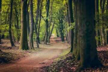 Wall Mural - path with dirth in middle of wooden forrest, surrounded by gree
