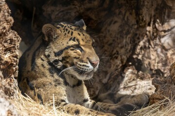 Sticker - Close up shot of a majestic tiger resting in a cave