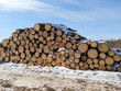 Stacked Sawn Logs of Pine Timber