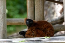 Lemur Perched On A Wooden Bench, With Its Hands Clasped Together.
